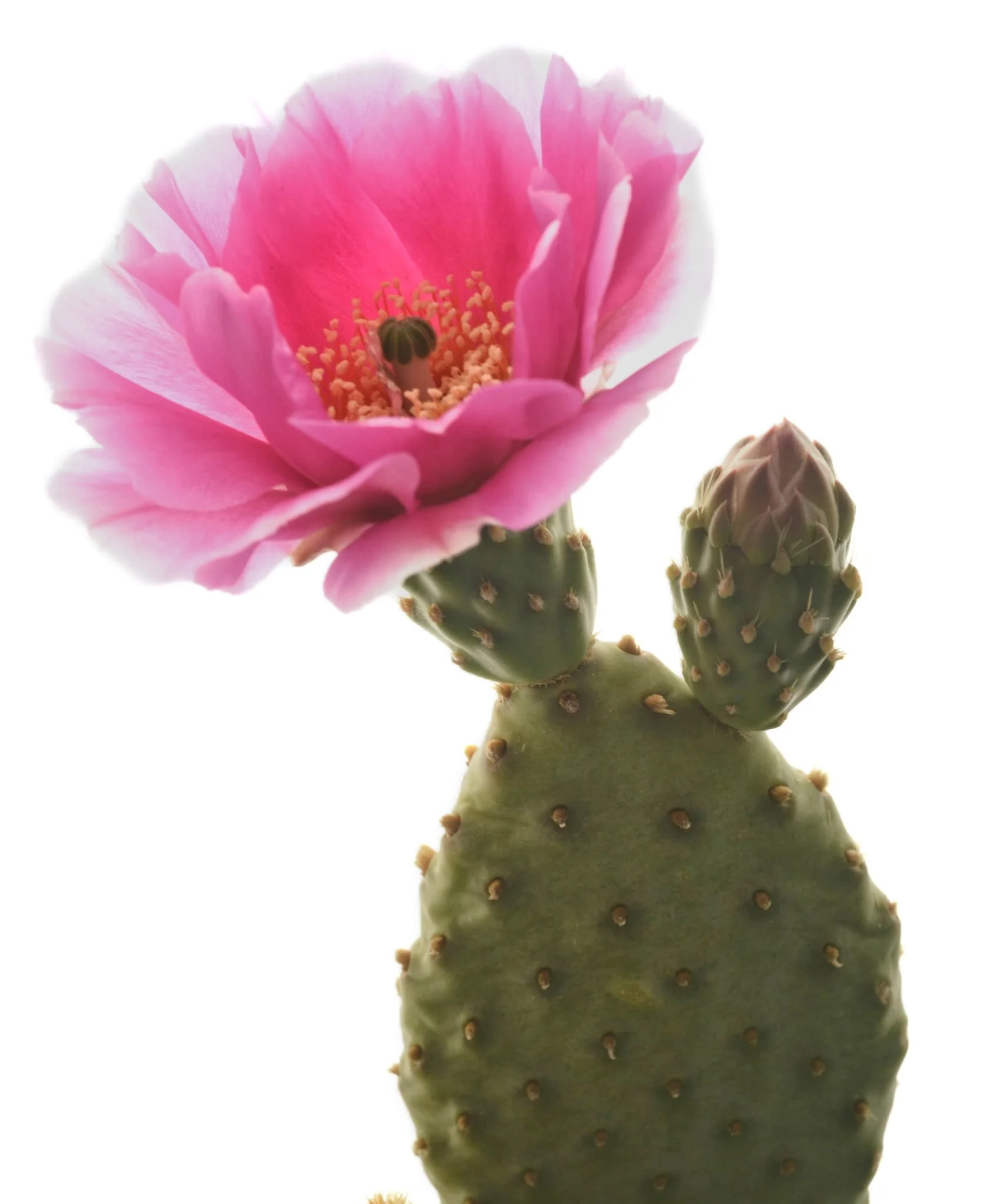 Beaver Tail Cactus (Opuntia basilaris)