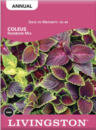 Coleus Rainbow Mix