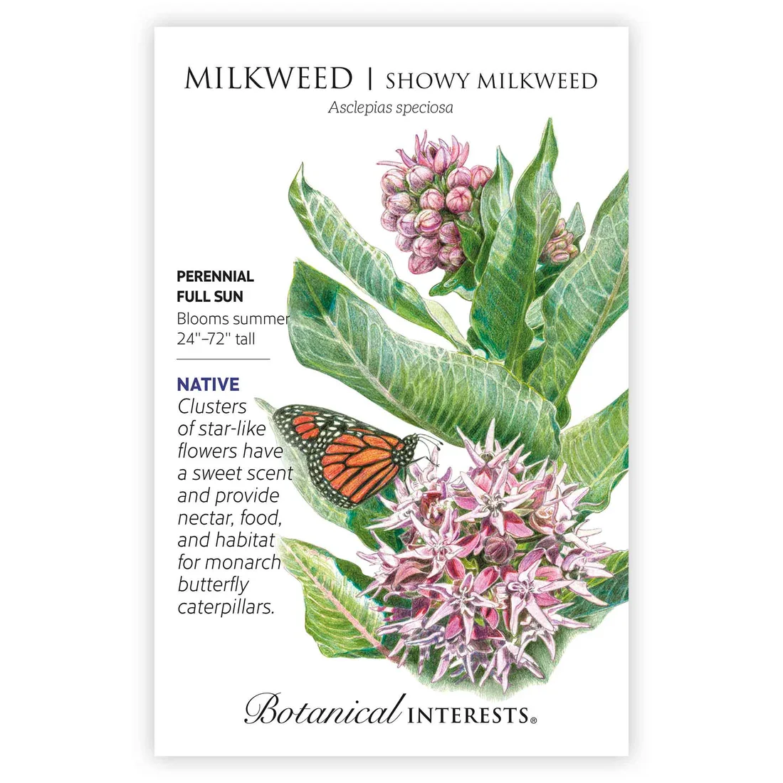 Milkweed Showy
