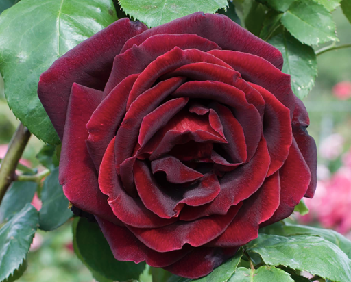 Papa Meilland Rose
