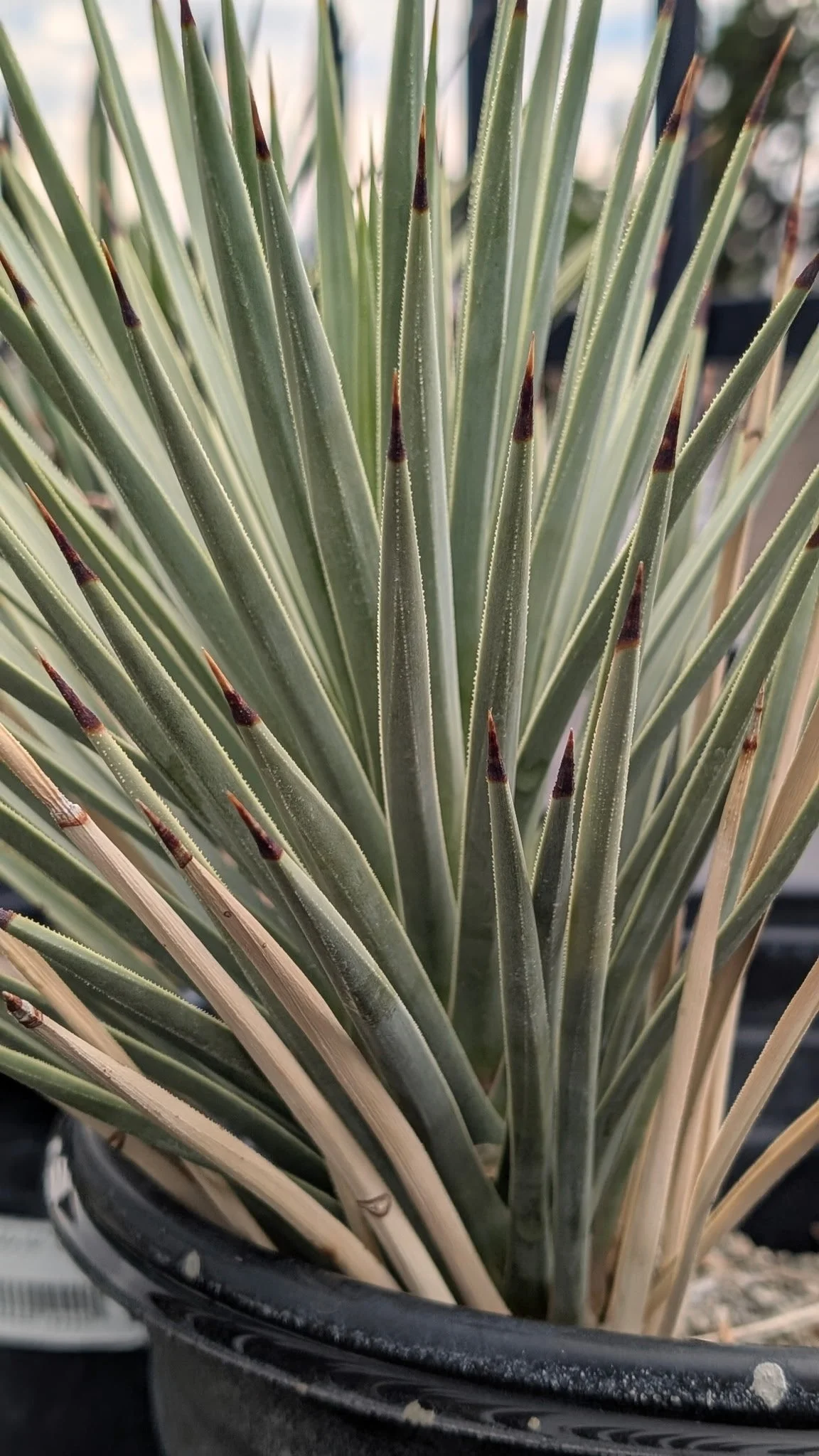 Eastern Joshua Tree (Yucca brevifolia ssp. jaegeriana)