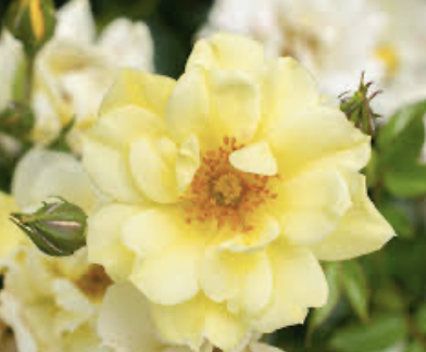 Lemon Drift Rose