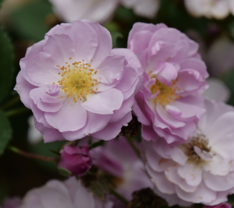 Rise Up Lilac Days Rose