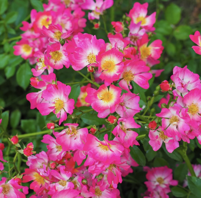 Pink Drift Rose