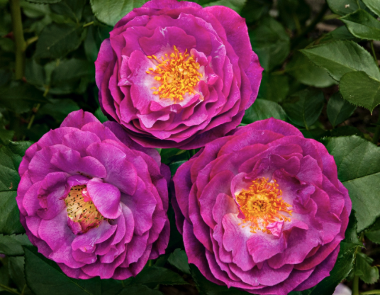 Wild Blue Yonder Rose