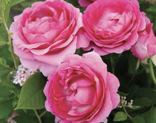 Raspberry Cupcake Rose