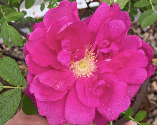  Purple Pavement Rose