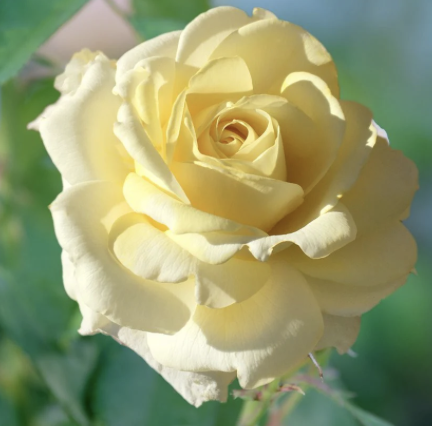 Chantily Cream Rose