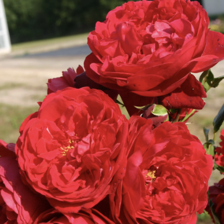Arborose Florentina Rose