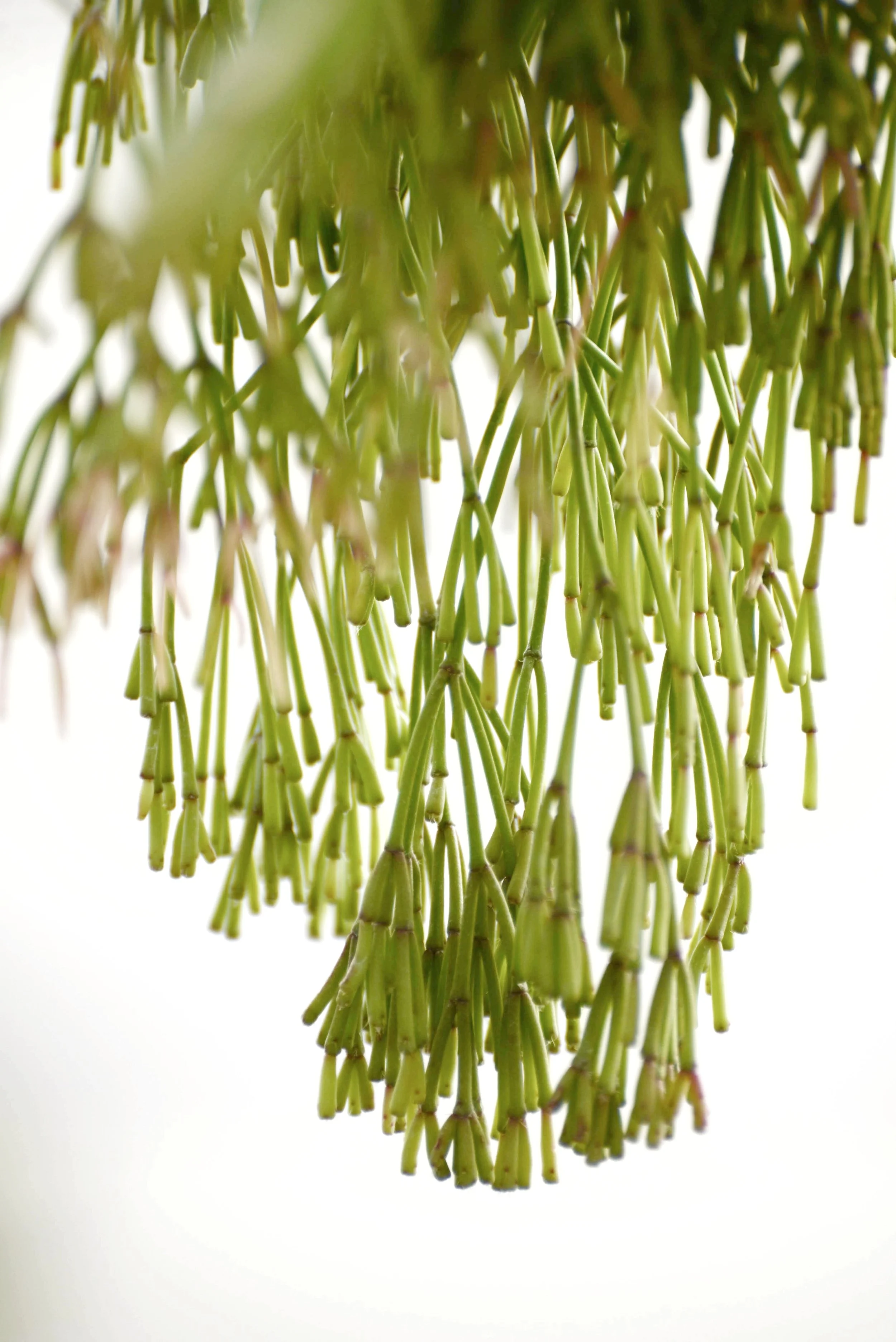 Rhipsalis