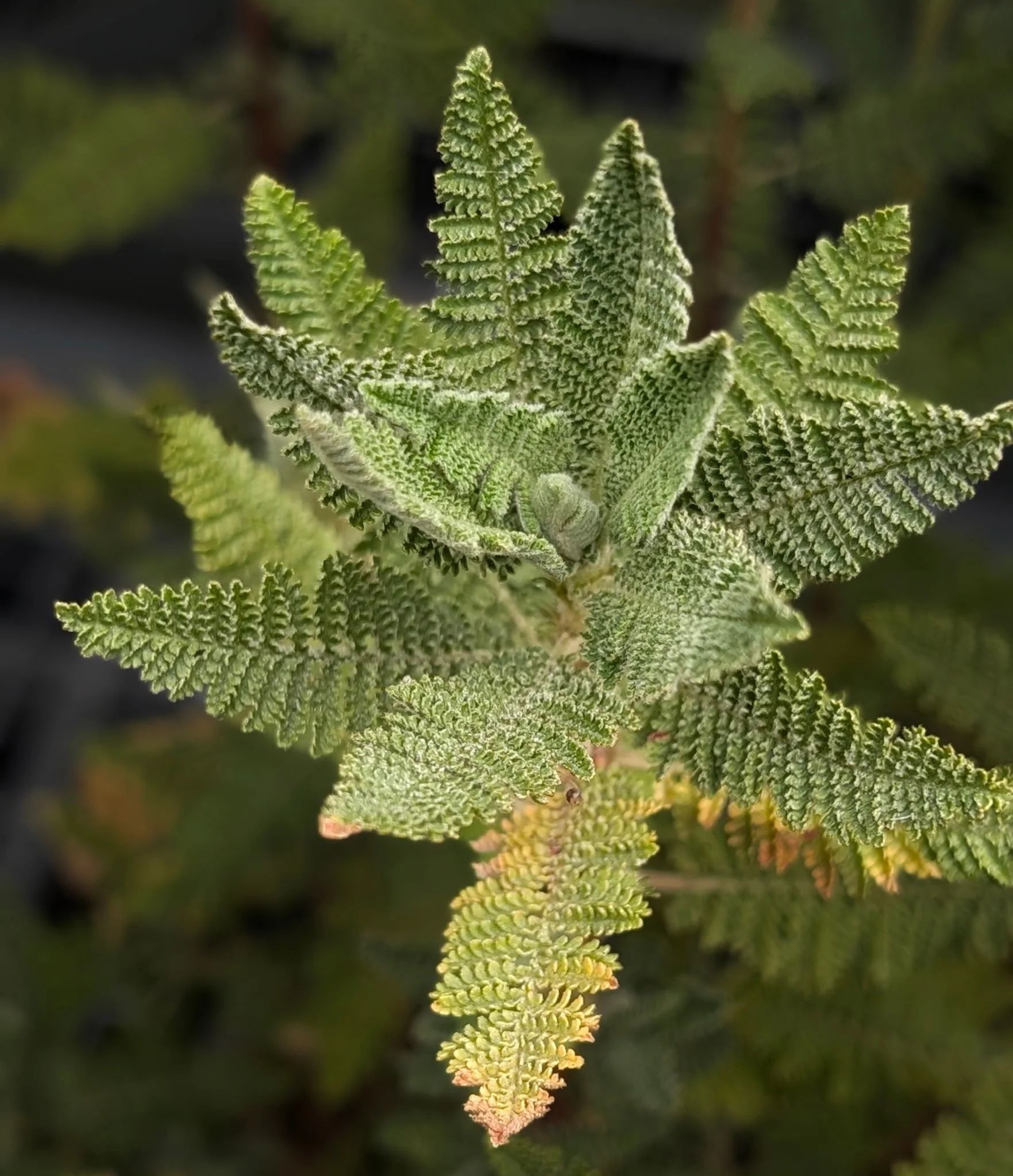 Fern Bush (Chamaebatiaria millefolium)