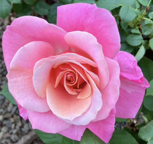 First Prize Rose