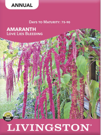Amaranth Love Lies Bleeding