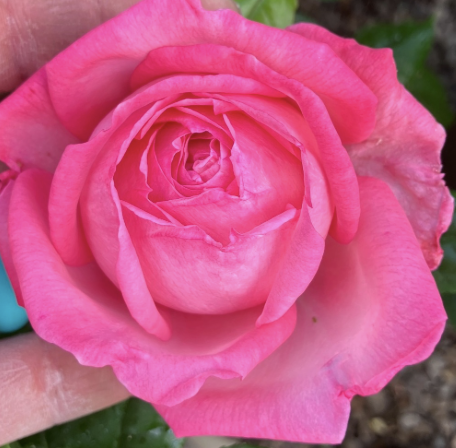 Romantica Ball Gown Rose
