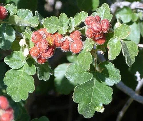 Three-leaf Sumac (Rhus trilobata)