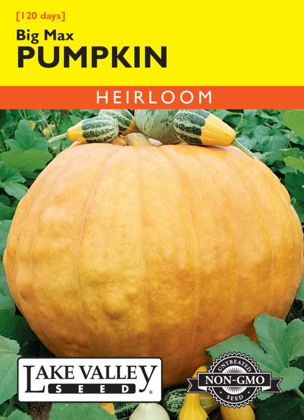 Pumpkin Big Max Heirloom