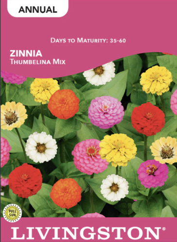 Zinnia Thumbelina