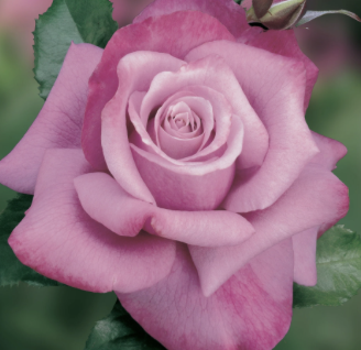 Barbara Streisand Rose