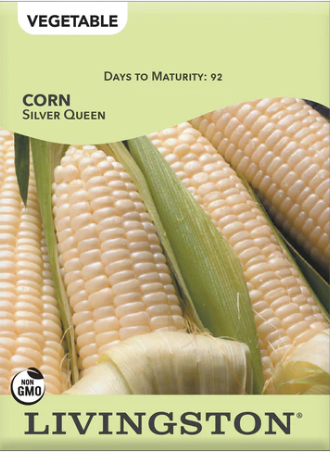 Corn Silver Queen