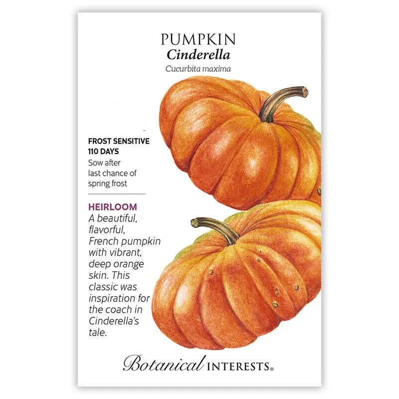 Pumpkin - Cinderella Heirloom