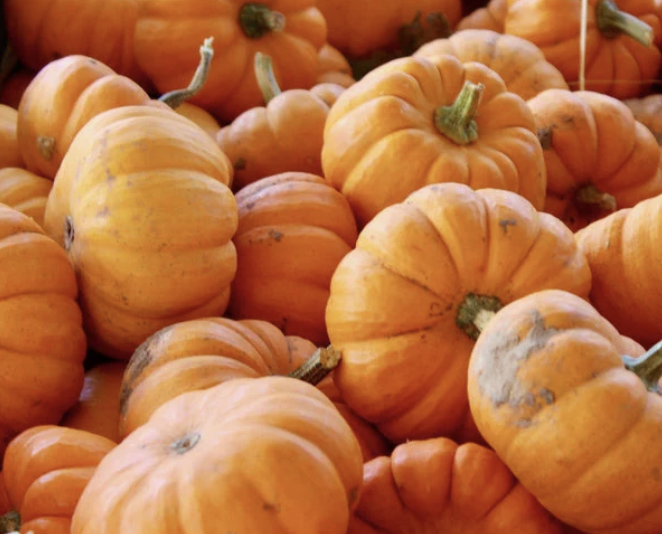 Jack Be Little Pumpkin