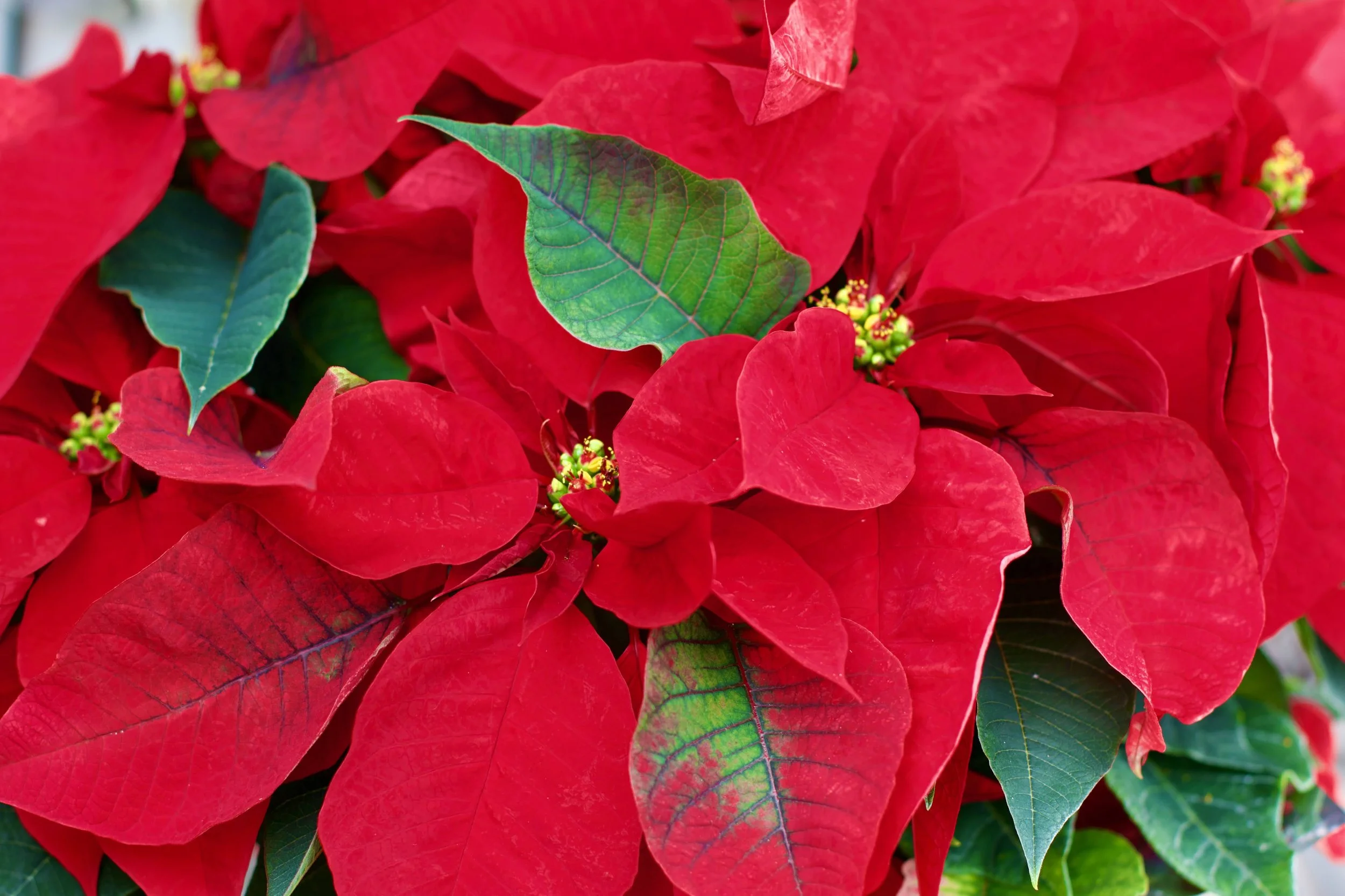 Poinsettia 2.jpeg