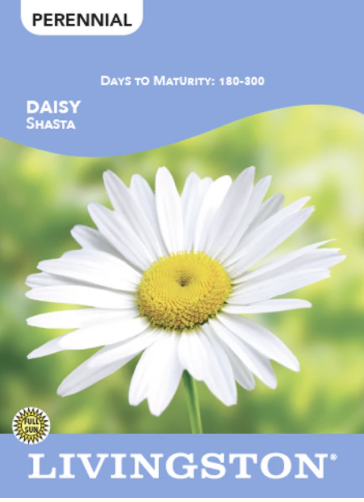Daisy Shasta
