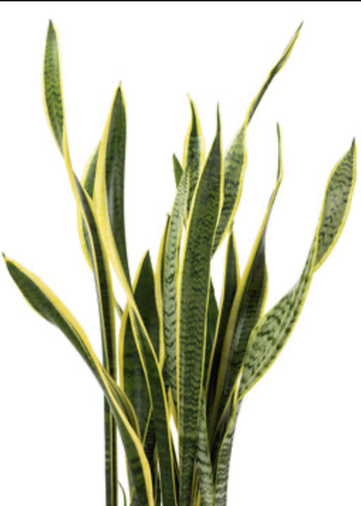 Snake Plant
