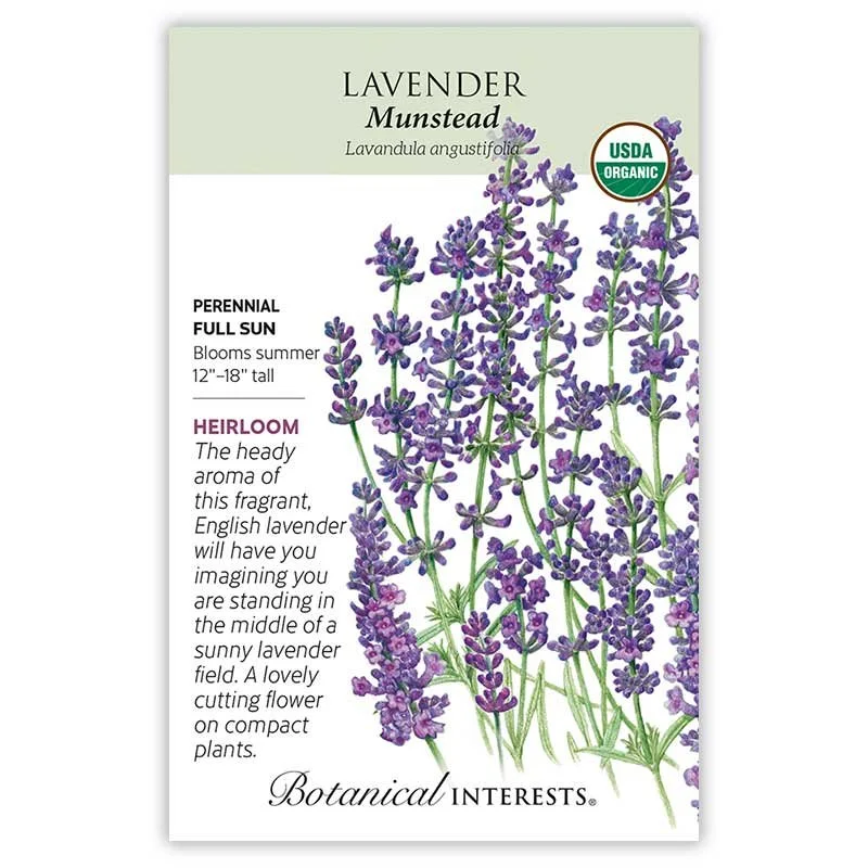 Lavender Munstead