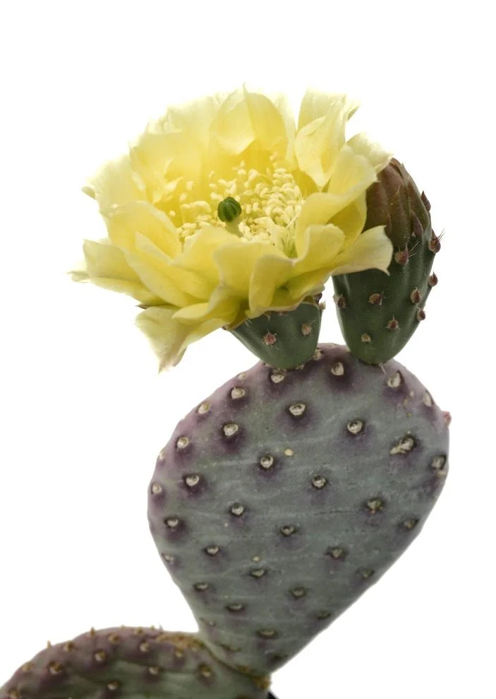 Beaver Tail Cactus (Opuntia basilaris)