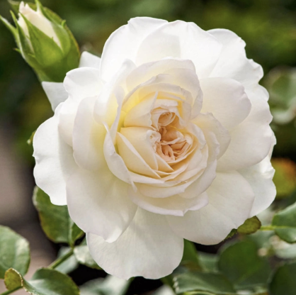 White Meidiland Rose
