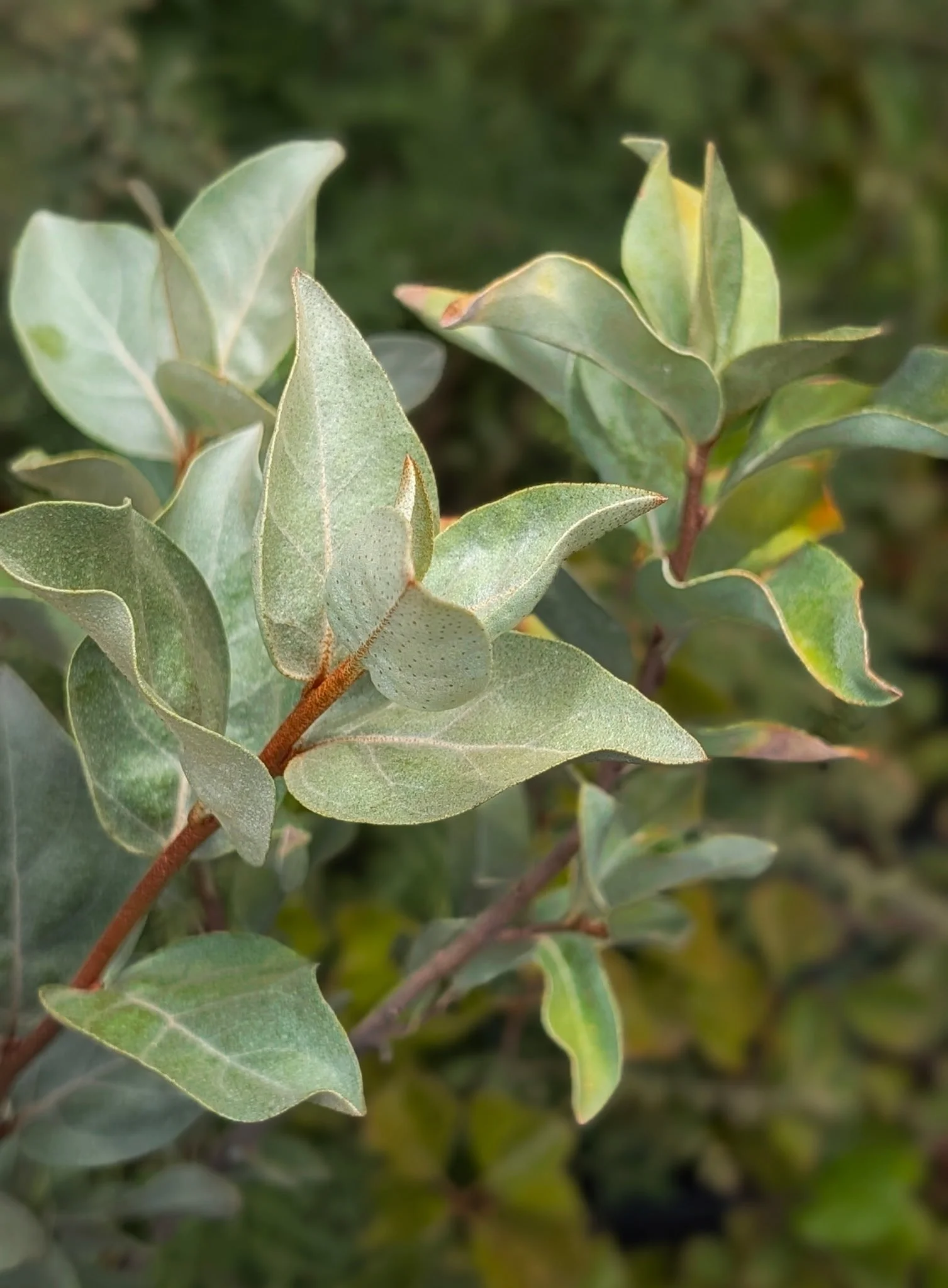 Silver Buffaloberry (Shepherdia argentea)