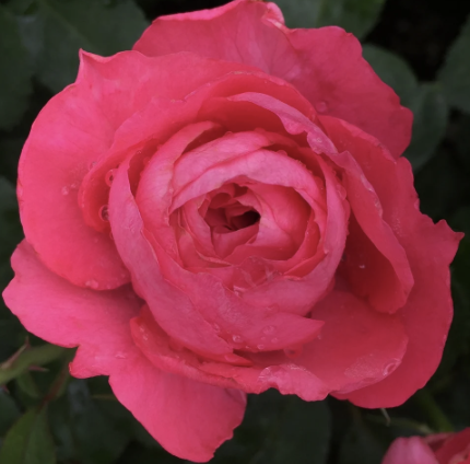 Eleganza Fiji Rose