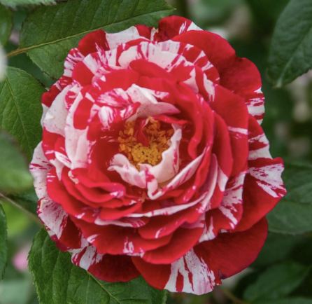 Scentimental Rose