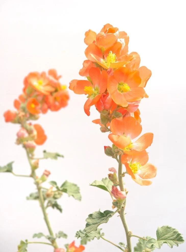 Globemallow (Sphaeralcea grossulariifolia)