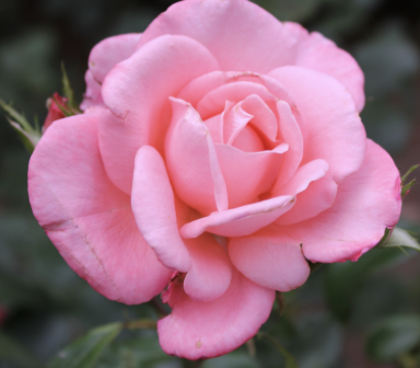 New Zealand Rose