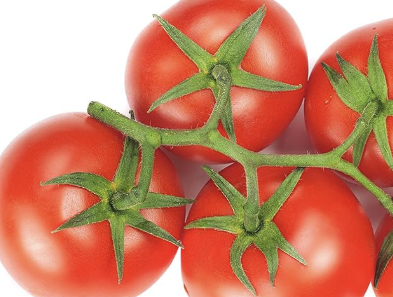 Bush Champion II Tomato