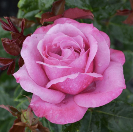 Fragrant Plum Rose