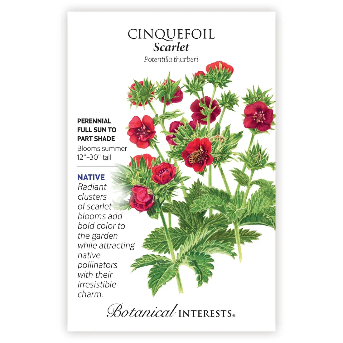 Cinquefoil Scarlet