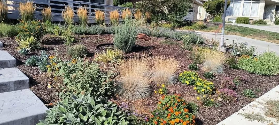 Lawn conversion into native plants, Utah.