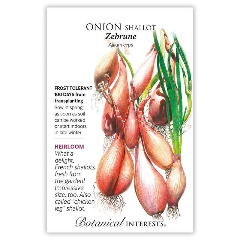 Onion Zebrune