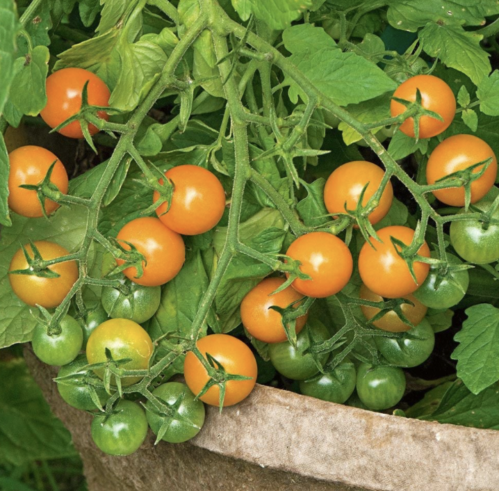 Sun Gold Tomato