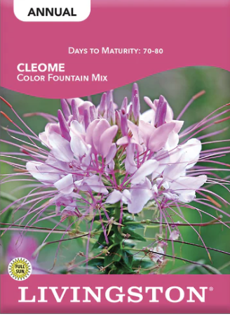 Cleome Color Fountain Mix