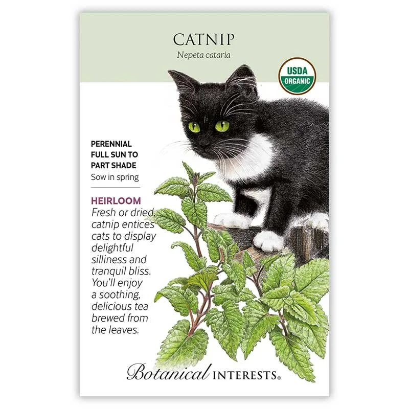 Catnip