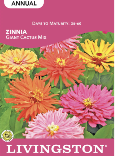 Zinnia Giant Cactus Mix