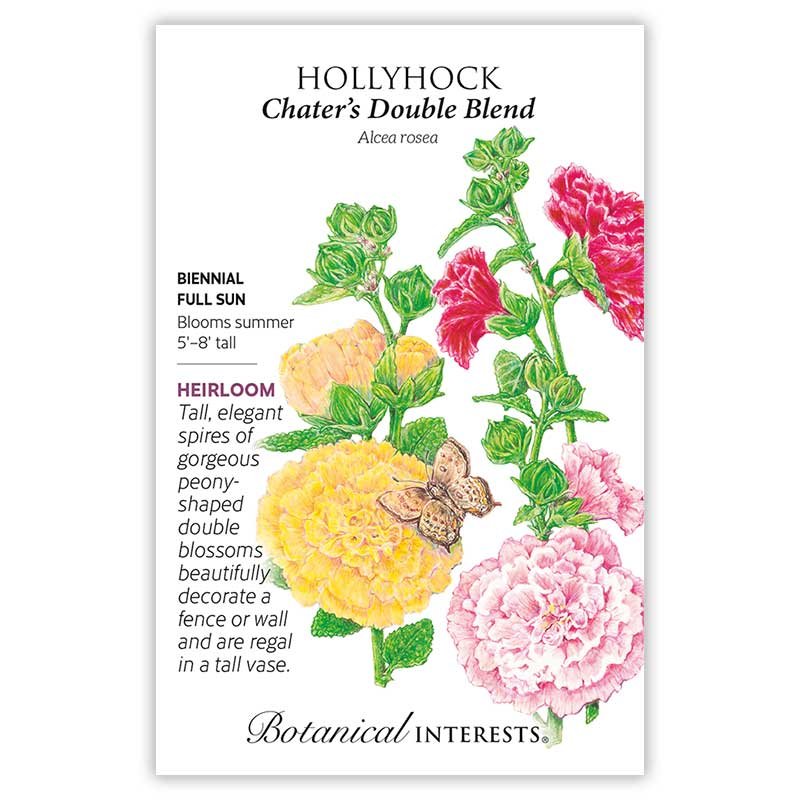 Hollyhock Chater's Double Blend