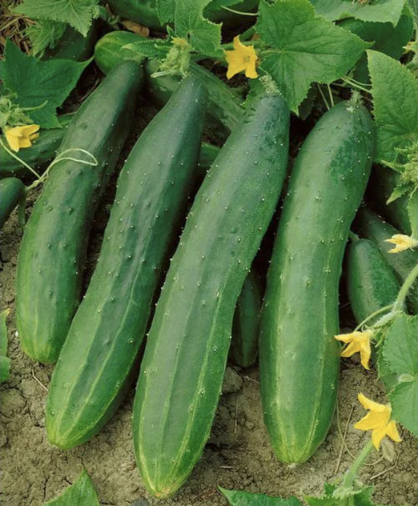 Darlington Cucumber