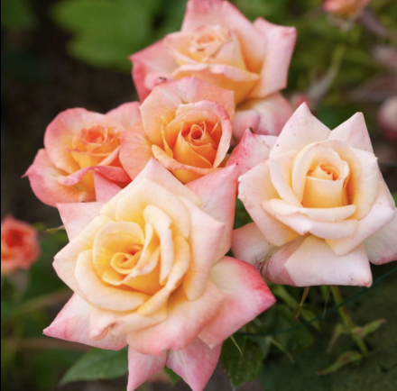 Cutie Pie Rose