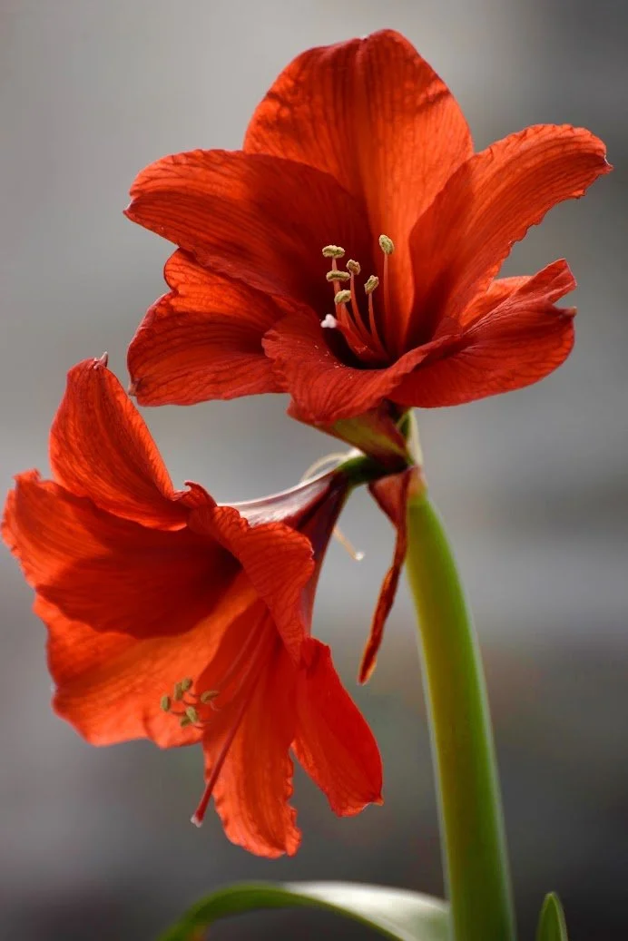 Holiday Plant Care Class 11:30AM on Saturday, November 21st