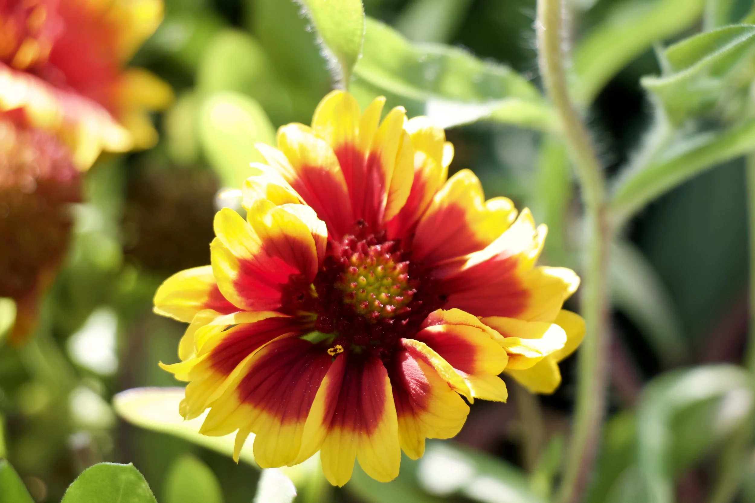 Blanketflower (Gaillardia aristata)